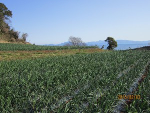 飯田青果